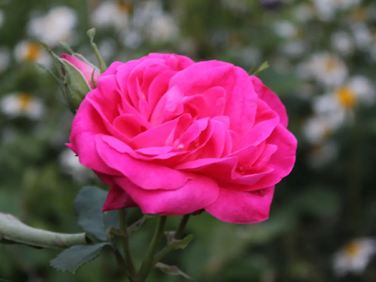 Feliç dia de Sant Jordi